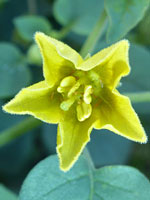 Yellow nightshade groundcherry