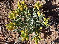 Yellow buds