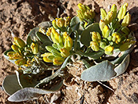 Short stems