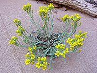 Physaria arizonica