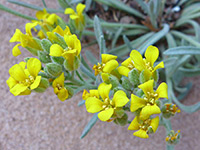 Arizona Bladderpod