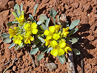 Physaria chambersii