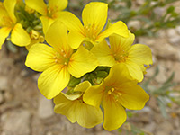 Utah wildflowers