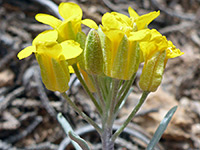 Greenish sepals