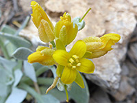 King Bladderpod