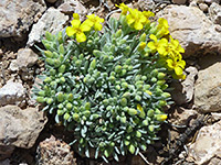 Physaria newberryi