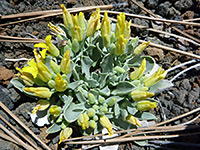 Physaria newberryi