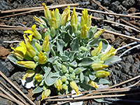 Leaves and flowers