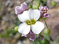 Physaria purpurea