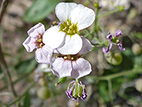 White Bladderpod