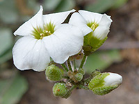 Flowers and buds