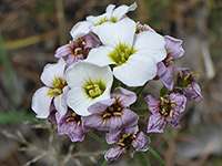 White bladderpod