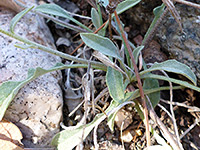 Basal leaves