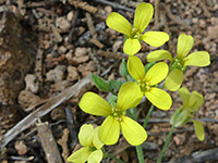 Physaria rectipes