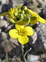 Flower cluster