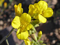 Inflorescence