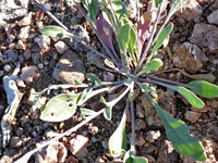 Basal leaves