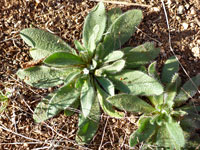 Leaf rosette