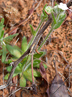 Plagiobothrys tenellus