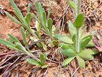 Basal leaves