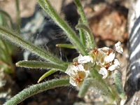 Desert Plantain