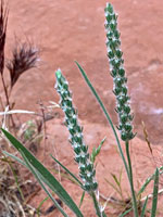 Plantago Patagonica