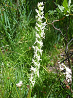 Elongated inflorescence