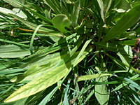 Basal leaves