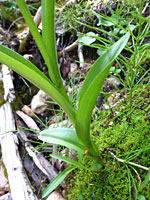 Green Bog Orchid