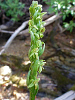 Whitish-green flowers