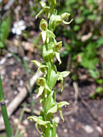 Closely-spaced flowers