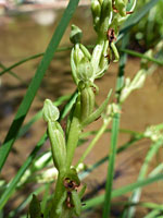 Green sepals