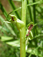 Few-Flowered Bog Orchid