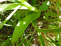 Lower stem leaves