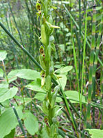 Platanthera tescamnis