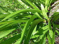 Clustered leaves