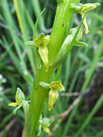 Stem and flowers