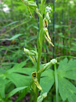 Intermountain Bog Orchid