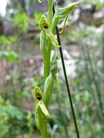 Yellow-green petals