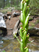 Withered flowers