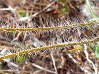 Hairy stems