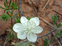 Flower and stem