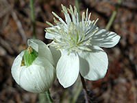 Flower and fruit