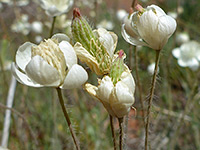 Developing fruits