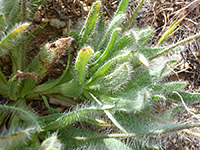 Leaves and stems