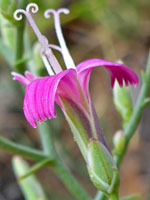 Florets and phyllaries