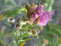 Pink flowers, Pink flowers of pluchea sericea, in Tubb Canyon, Anza Borrego Desert State Park, California