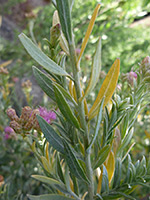 Lanceolate leaves, Lanceolate leaves of pluchea sericea, in Tubb Canyon, Anza Borrego Desert State Park, California