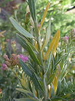 Lanceolate leaves