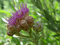 Flowers and buds, Flowers and buds of pluchea sericea, in Tubb Canyon, Anza Borrego Desert State Park, California